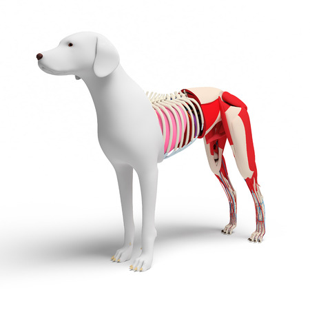 Dog Anatomy Crosssection  isolated on whiteの写真素材