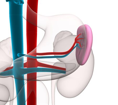 Spleen Human Anatomy with circulatory system isolated on whiteの写真素材