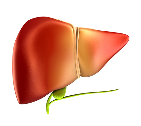 Liver Real Human Anatomy isolated on white