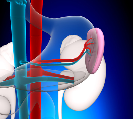 Spleen Human Anatomy with circulatory system on blue background conceptの写真素材