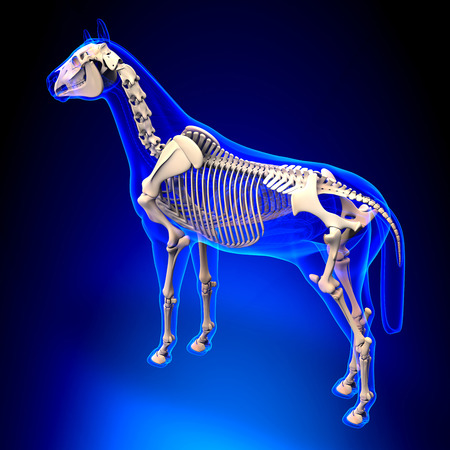 Horse Skeleton - Horse Equus Anatomy - on blue backgroundの写真素材
