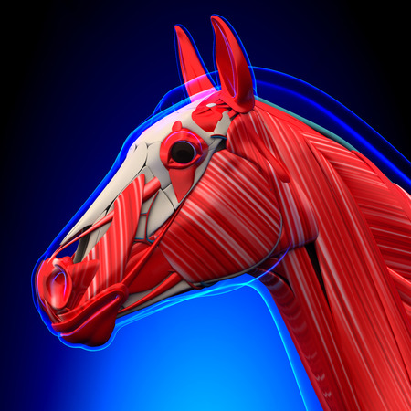 Horse Head Muscles - Horse Equus Anatomy - on blue backgroundの写真素材