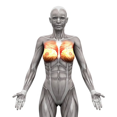 Chest Muscles - Pectoralis Major and Minor - Anatomy Muscles isolated on white - 3D illustrationの写真素材