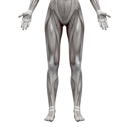 Gracilis Muscle - Anatomy Muscles isolated on white - 3D illustrationの写真素材