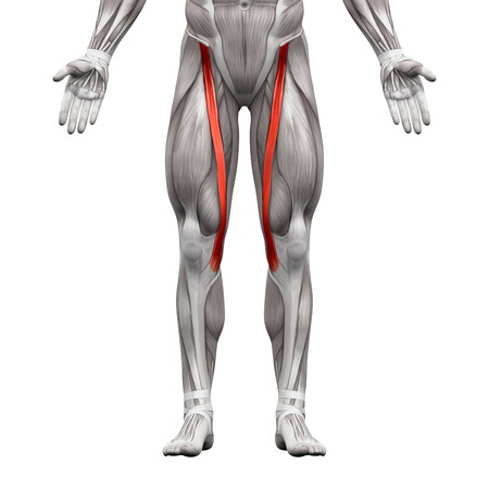 Sartorius Muscle - Anatomy Muscles isolated on white - 3D illustrationの写真素材