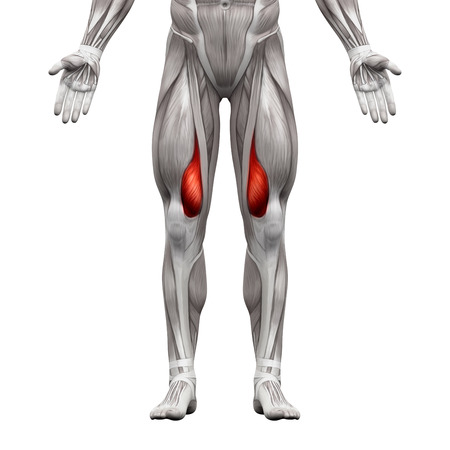 Vastus Medialis Muscle - Anatomy Muscles isolated on white - 3D illustrationの写真素材