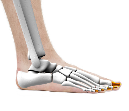 Distal Phalanges - Anatomy Male - Studio photo isolated on whiteの写真素材