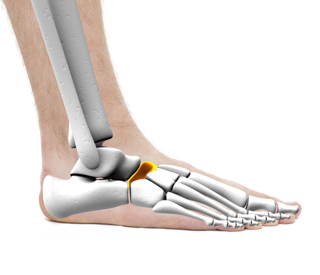 Scaphoid Bone - Anatomy Male - Studio photo isolated on whiteの写真素材
