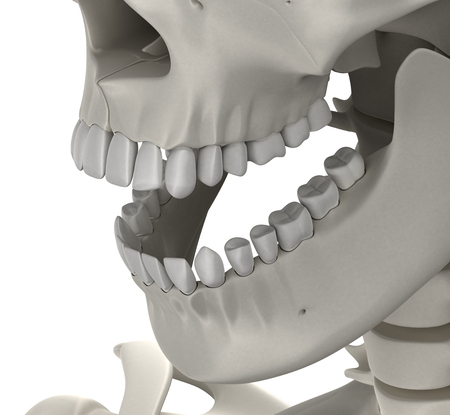 Teeth Skull Male Anatomy isolated on white - 3D illustrationの写真素材