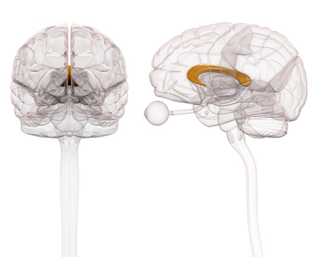 Corpus Callosum Brain Anatomy - 3d illustrationの写真素材