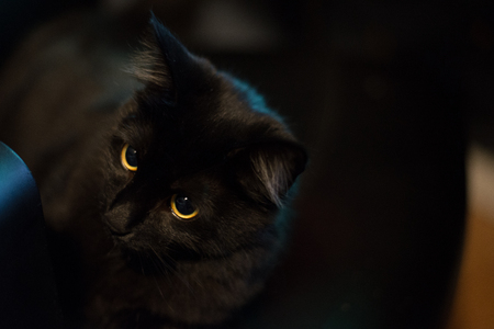 Attentive black cat looking away with blurry backgroundの写真素材