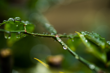 Drops of water resting on leaves and stems with blurry backgroundの写真素材