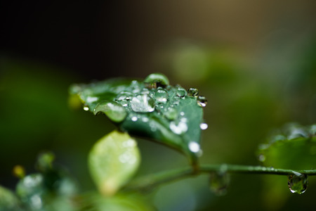 Drops of water sitting on a leaf with a blurry backgroundの写真素材