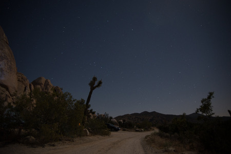 Starry night behind Joshua Treesの写真素材