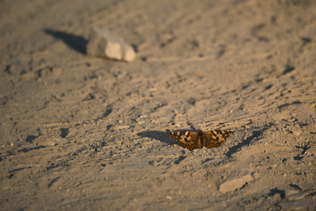 Butterfly in a California desertの写真素材
