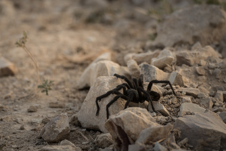 Black California Tarantula in the desertの写真素材