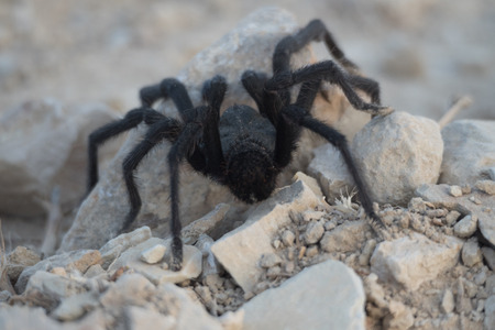 Black California Tarantula in the desertの写真素材