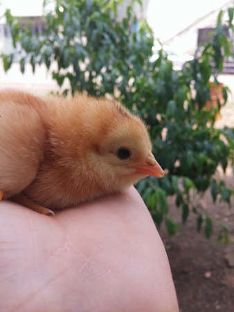 sweet cute newborn chick in handの写真素材