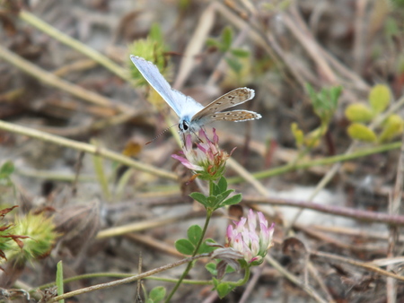 butterflyの写真素材