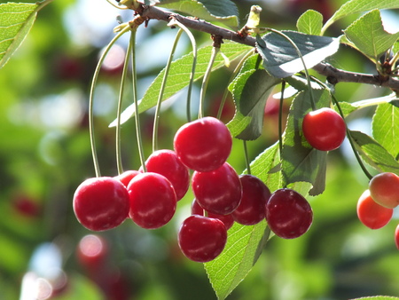 cherry red