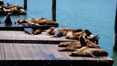 Sea lions in San Francisco, Pier39の写真素材