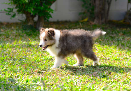 Puppy sheltie with perfect body move in the garden.の写真素材