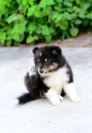 Shetland sheepdog puppy while trying to scratch her ear with green background and concrete floor.の写真素材