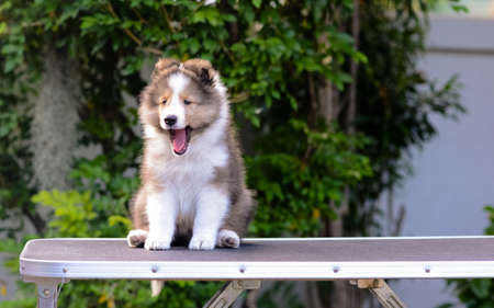 Shetland sheepdog (Shelties) puppy yawn while sitting on grooming table with green background.の写真素材