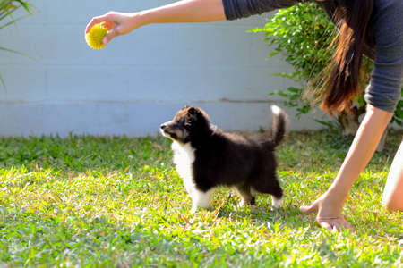 Cute Shetland sheepdog (Shelties) puppy trying to catch the green ball.の写真素材