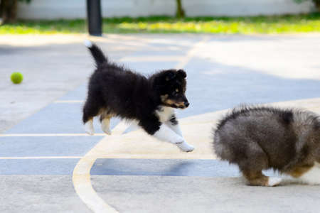 Shetland sheepdog (Shelties) puppy playing with litter mate.の写真素材