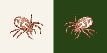 Spider on a white background and a uniform green background. Spider isolatedのイラスト素材