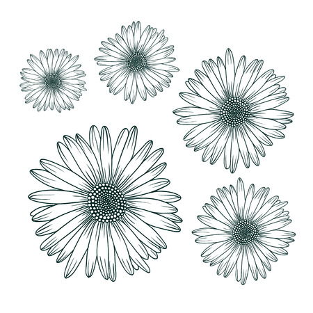 Chamomile daisy close up top view. Isolated botanical floral design elementのイラスト素材