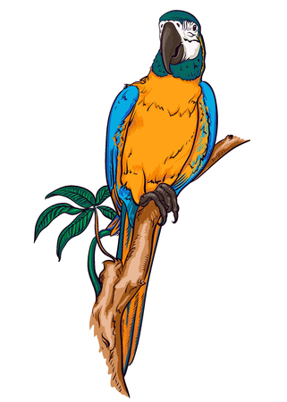 Parrot macaw on a branchのイラスト素材