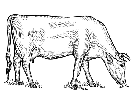 Cow grazing on meadow. Cow in graphical style. Hand drawn vector illustrationのイラスト素材