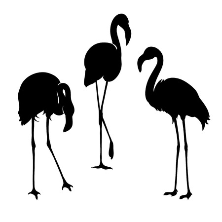 Flamingo isolated. Exotic bird. Silhouette three flamingo, decorative flat design elementのイラスト素材