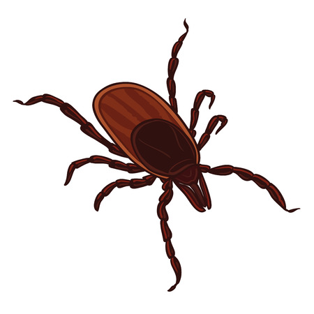 Tick isolated on white background. Tick parasite. Sketch of Tick. Vector illustrationのイラスト素材