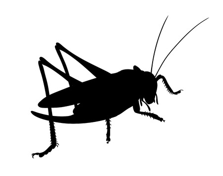 Grasshopper, side view,. Silhouette of grasshopper, vector.のイラスト素材