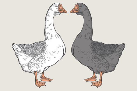 White goose, Grey goose, goose hand drawn, poultry, vector illustration sketchのイラスト素材
