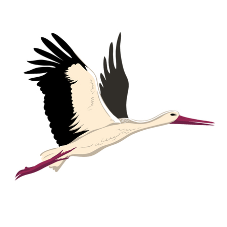 White stork flying (up wings). A beautiful white stork sketch style, side view, vector illustration isolatedのイラスト素材