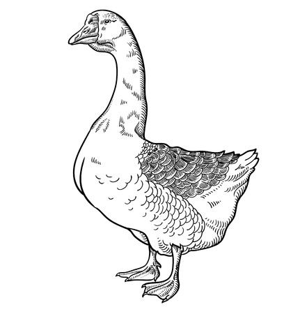 White goose, goose hand drawn, vector illustration sketch, goose isolated on a white backgroundのイラスト素材