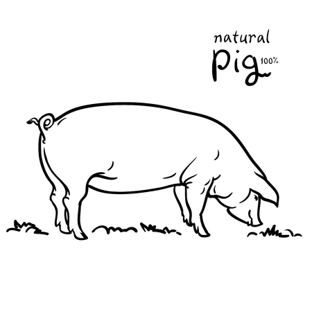 Pig of vector illustration. Isolated on white background. Pastureのイラスト素材