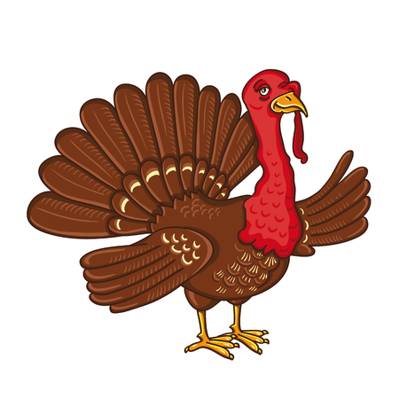 Turkey isolated on the white backgroundのイラスト素材