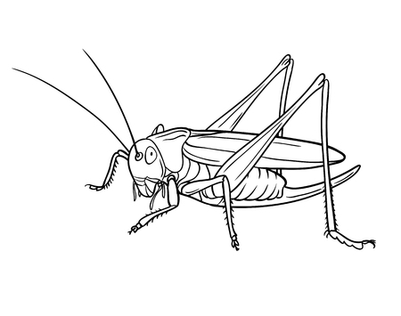Grasshopper, graphic. Version illustrationのイラスト素材