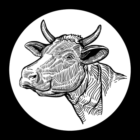 Cows head. Hand drawn in a graphic style. Isolated on white backgroundのイラスト素材
