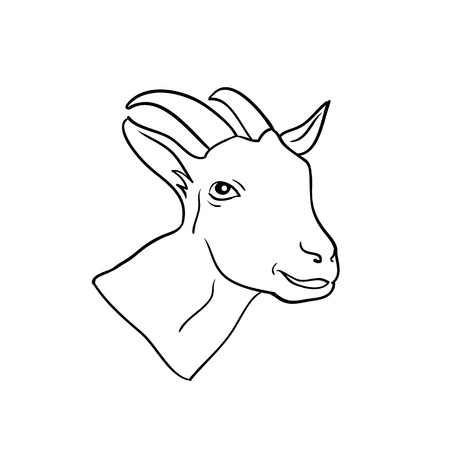 Head Goat isolated, animal drawn in lineのイラスト素材