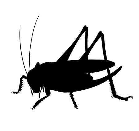 Silhouette of grasshopper. Hand drawn style design illustrationsのイラスト素材