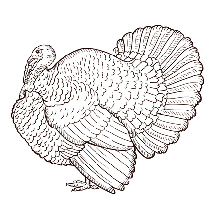 Turkey contour isolated on the white background, birdのイラスト素材