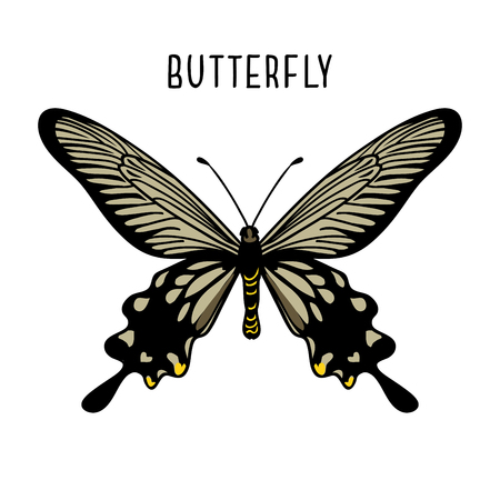 Monochrome black butterfly. Graphic icon of butterfly. Black silhouette of butterfly. Butterfly isolated on white backgroundのイラスト素材