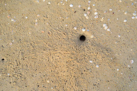 Crab Hole on the beachの写真素材
