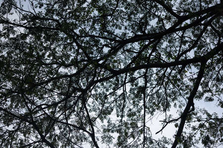 Branch of bigtree on sky backgroundの写真素材